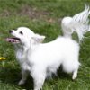adoptable Dog in arlington, WA named Beau a Jack Russell-Papillon Mix male