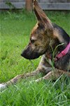 Carina, a 6 month old Dutch-German Shepherd puppy