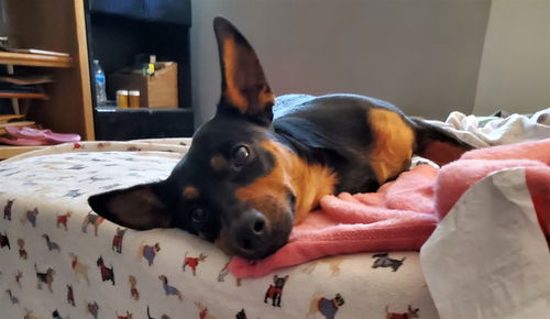 Whit Sox, Manchester Terrier / Dachshund mix