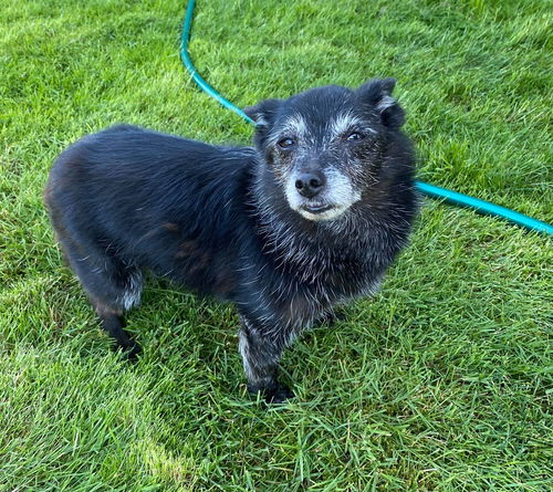 Mandy A young Senior Schipperke