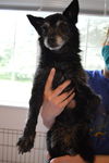 Mandy A young Senior Schipperke