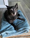 Mandy A young Senior Schipperke