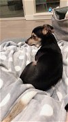 Jerri Lee a Chihuahua-Cavalier-Dachshund mix