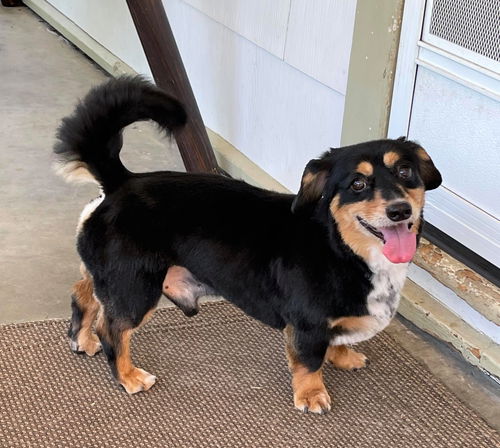 Riley the Dashelier (Dachshund-Cavalier KC S)