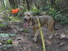 Clover, 11month old mixed Aussie-shepherd