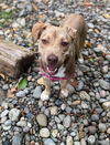 Clover, 11month old mixed Aussie-shepherd