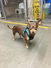 Beau Bo a Chocolate Min-Pin mix