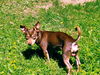 Beau Bo a Chocolate Min-Pin mix