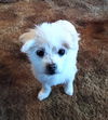 Sir Charles A mostly Blind Maltese
