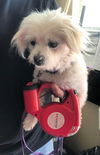 Sir Charles A mostly Blind Maltese