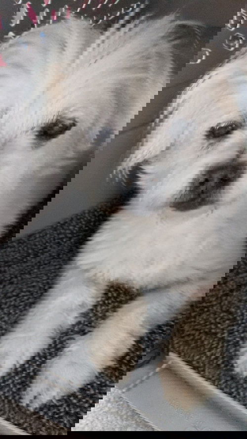 Sir Charles A mostly Blind Maltese