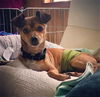 Trey, an Italian Greyhound mix