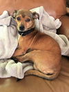 Trey, an Italian Greyhound mix