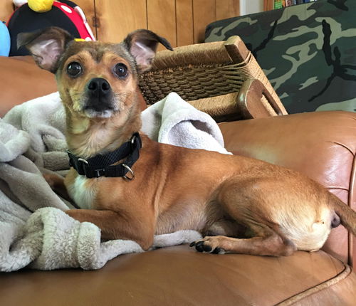 Trey, an Italian Greyhound mix