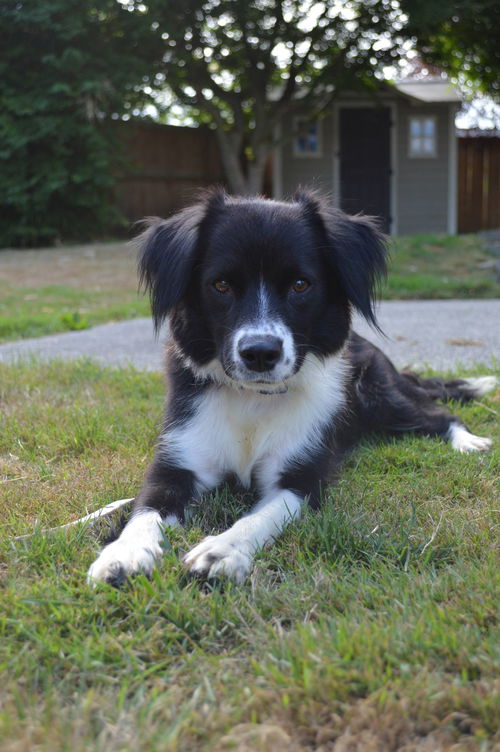 Lucy a small Border collie