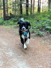 Lucy a small Border collie