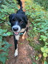 Lucy a small Border collie