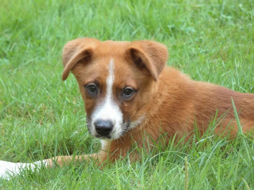 Basenji best sale collie mix