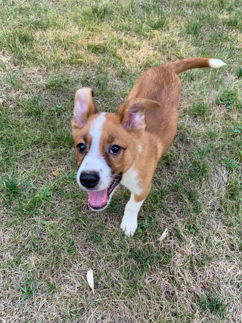 Marshall-3 month Border Collie-Basenji Puppy