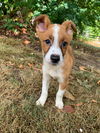 Marshall-3 month Border Collie-Basenji Puppy