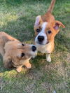 Marshall-3 month Border Collie-Basenji Puppy