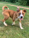 Marshall-3 month Border Collie-Basenji Puppy