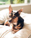 Toby, a Chihuahua mix