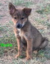 Wolfe a Dutch shepherd mix