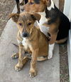 Wolfe a Dutch shepherd mix