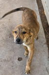 Wolfe a Dutch shepherd mix