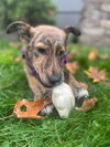 Layla a Husky-Dutch Shepherd mix