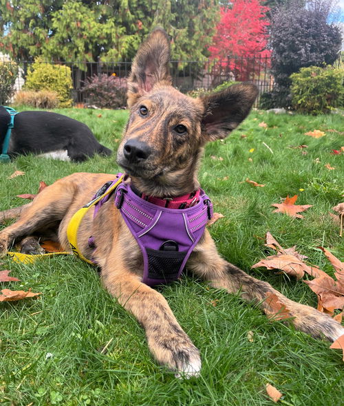 Layla a Husky-Dutch Shepherd mix