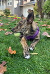 Layla a Husky-Dutch Shepherd mix