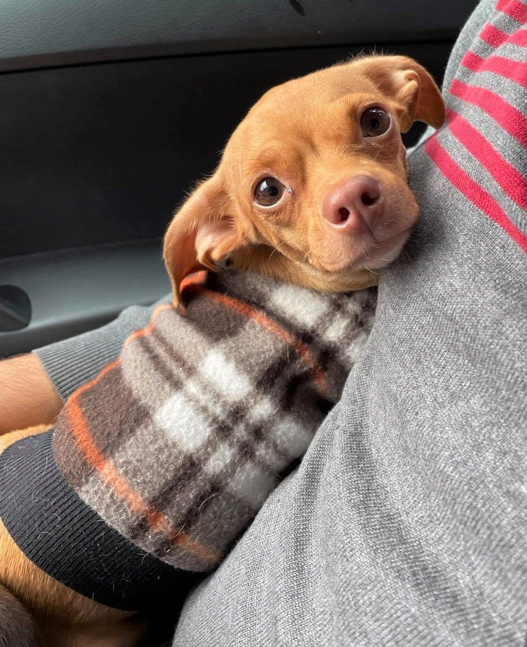 adoptable Dog in Arlington, WA named Pumpkin, a Chihuahua mix