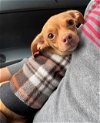 adoptable Dog in arlington, WA named Penny, A chihuahua mix