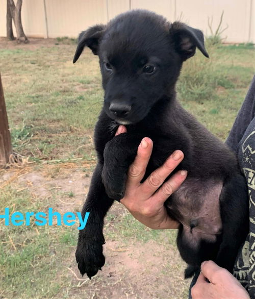 Hershey (now Teddy) black lab pup