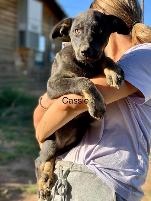 Cassie A Black Lab-German shepherd puppy