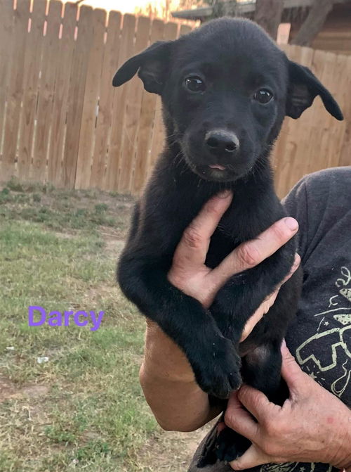 Darcie, A Black Lab-German Shepherd puppy