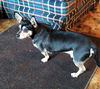 Sir Ripley a Dachshund mix senior