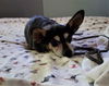 Sir Ripley a Dachshund mix senior
