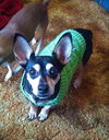 Sir Ripley a Dachshund mix senior