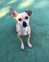 Sarge a Jack Russell-Dachshund mix boy