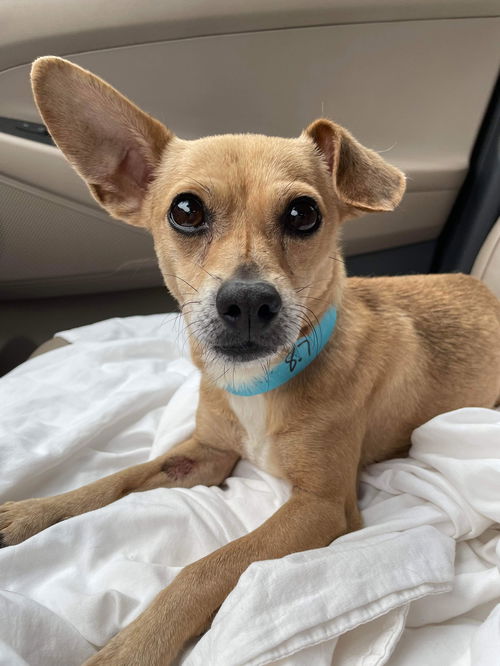 Sarge a Jack Russell-Dachshund mix boy