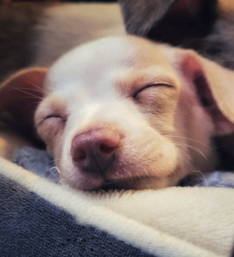 Giovanni Italian GreyhoundJack Russell puppy's  Page