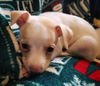 Giovanni  Italian Greyhound-Jack Russell puppy