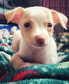 Giovanni  Italian Greyhound-Jack Russell puppy