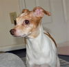 Allegra, an Italian greyhound Jack Russell girl