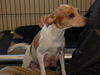 Allegra, an Italian greyhound Jack Russell girl