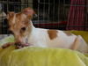 Allegra, an Italian greyhound Jack Russell girl