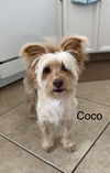 Coco a senior papipoo